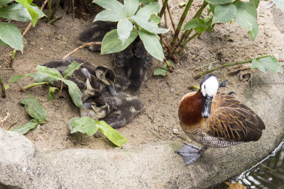 White-faced whistling duck with ducklings