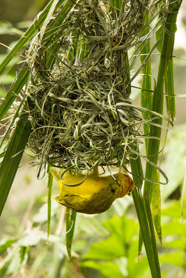 Tavata Golden Weaver