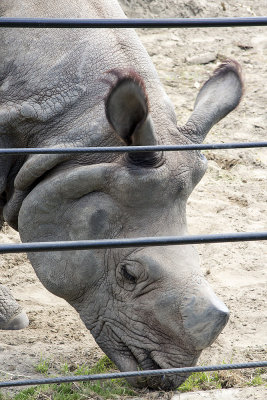 Greater one-horned rhinoceros