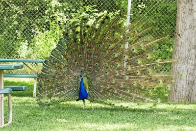 Peacock