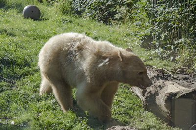 White Black Bear