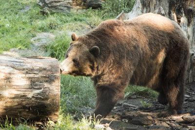 Female Grizzly Bear