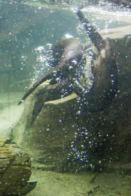 River Otters