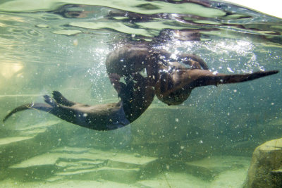 River Otters