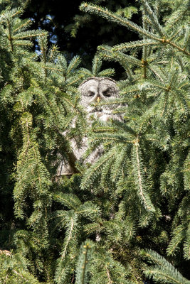 Great Grey Owl