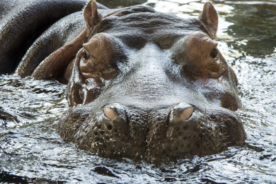 Hippopotamus