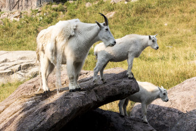 Mountain Goat and Kids