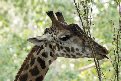 Giraffe