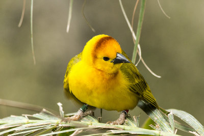 Tavata Golden Weaver