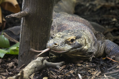 Komodo Dragon