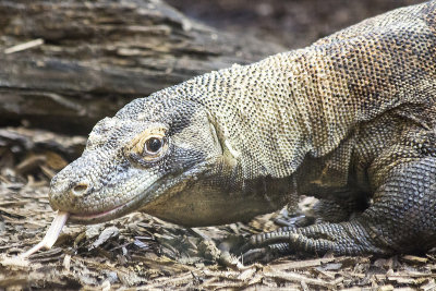 Calgary Zoo July - August 2014