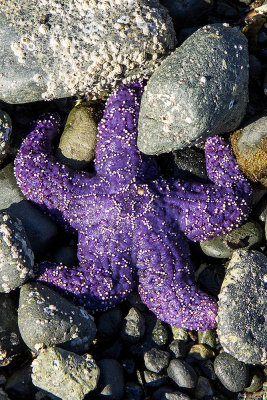 Purple Starfish (Patrick)
