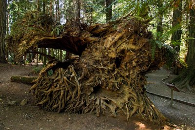 The root systems of three cedars blown down in a windstorm.