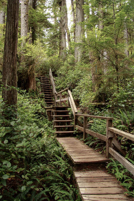 Stairs down to the bottom of the Rain Forest loop