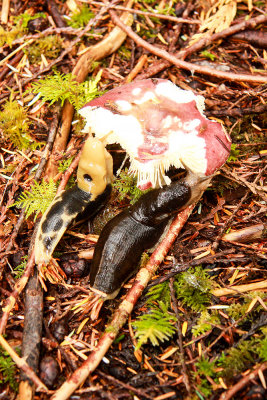Banana Slugs chowing down on a mushroom