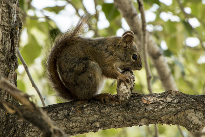 Squirrel w/Pine Cone