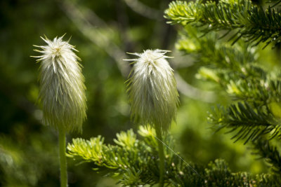 Western Anemone Seed Pods