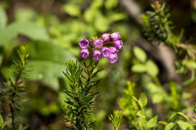 Pink (Red) Mountain Heather