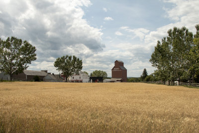 Wheat field and grain elevator