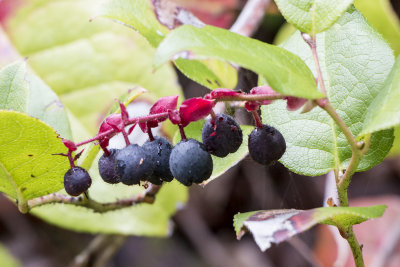 Salal Berries