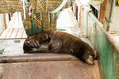California Sea Lion napping