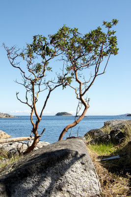 Young Arbutus, Brickyard Community Park