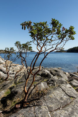 Young Arbutus, Brickyard Community Park