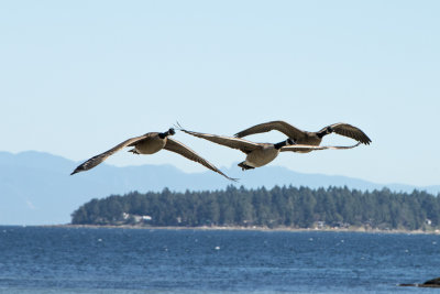 Canada Goose Flight