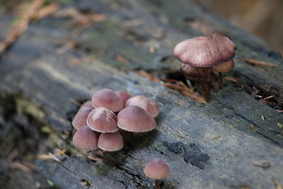 Tiny Mushrooms