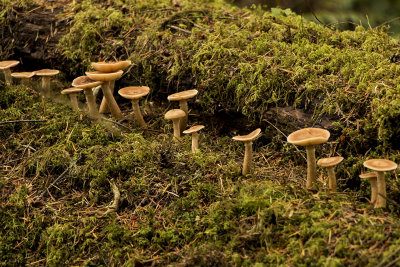 Mushrooms, MacMillan Provincial Park