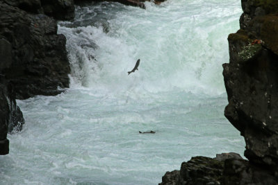 Stamp River Salmon Run