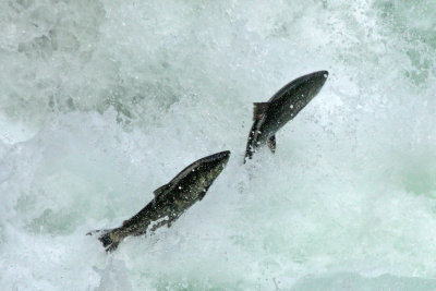 Stamp River Salmon Run
