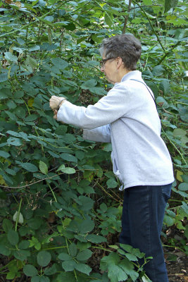 Picking Blackberries