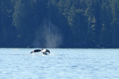 Humpback Whale Tail