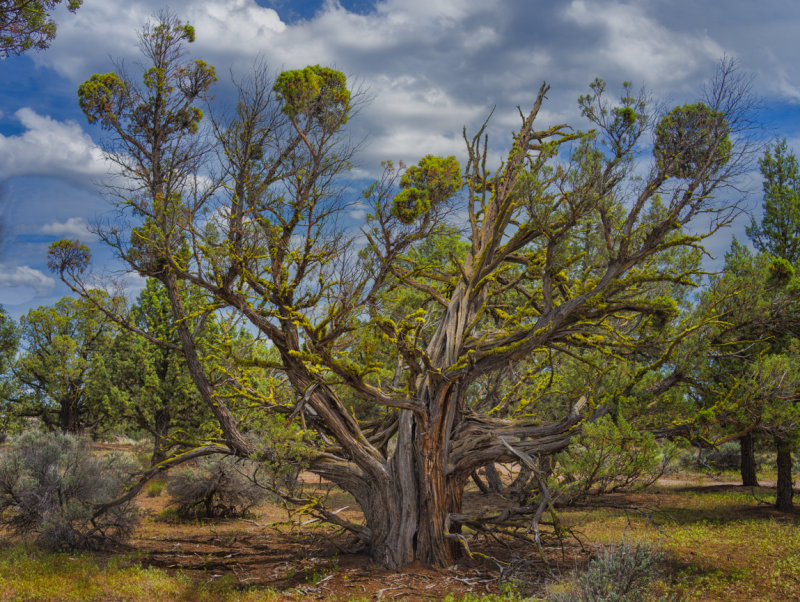 High Desert tree