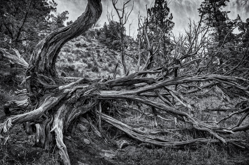 Tree form