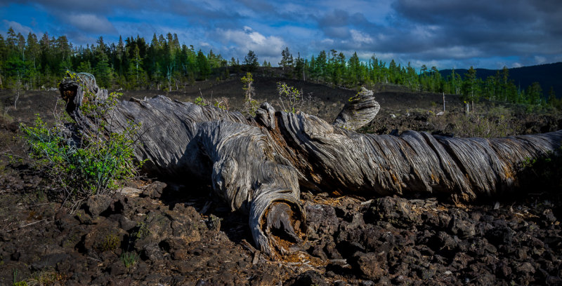 Larger than life, Lava Cast Forest, Oregon