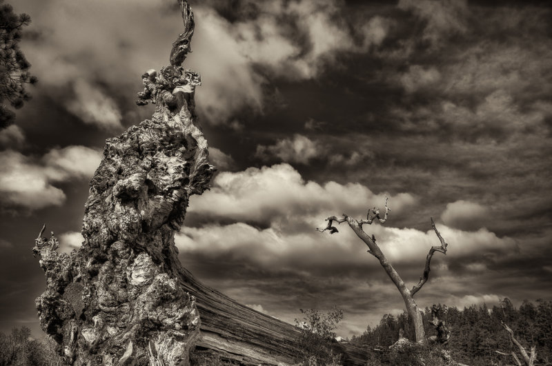 Fallen tree trunk, Lava Cast Forest, Oregon