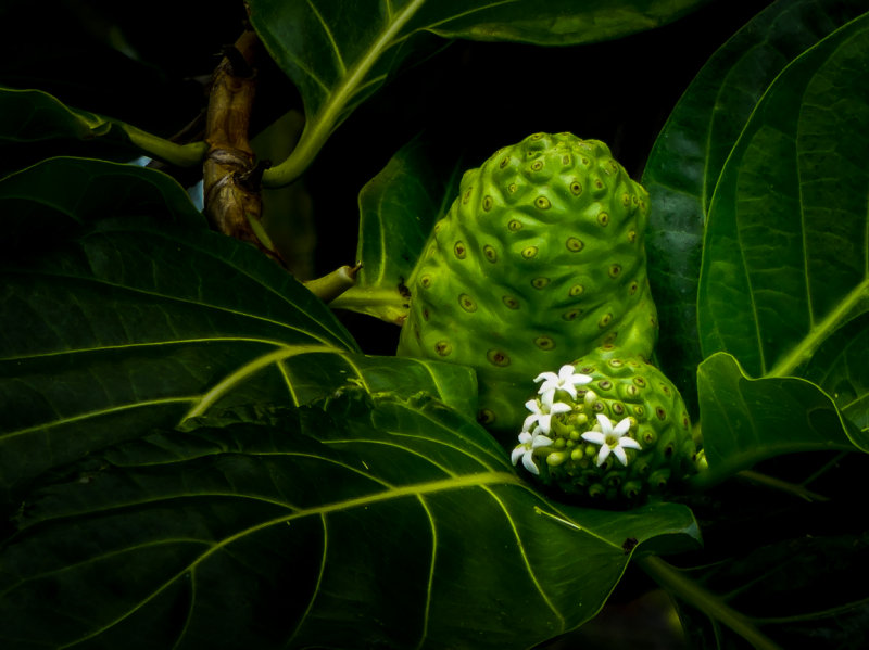 Noni fruit
