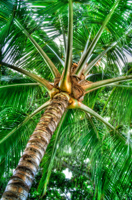 Palm tree