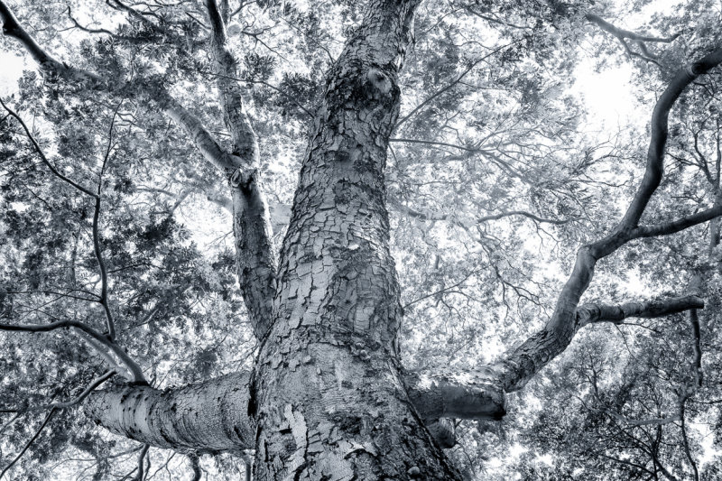Tree trunk