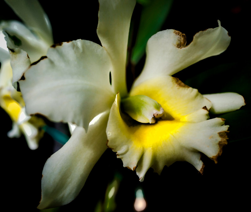 Flower close-up