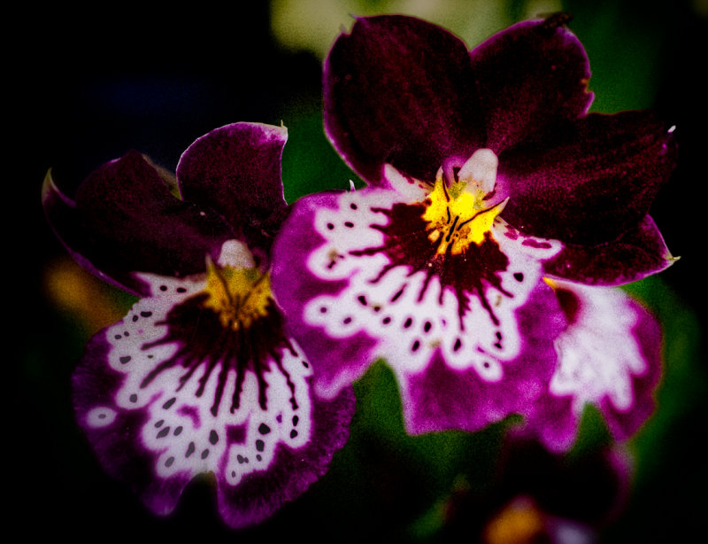 Red orchid close-up