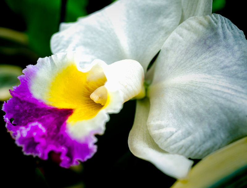 White orchid close up