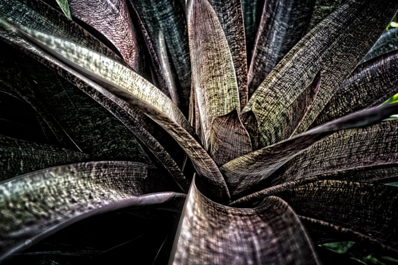 Leaves