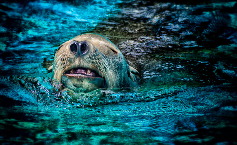 Seal portrait