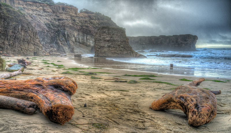 Drift wood on Otter Crest Beach