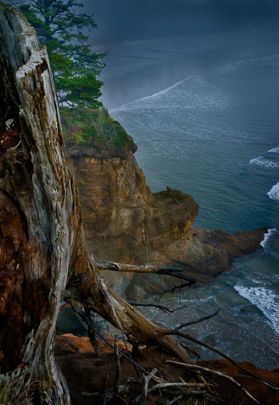 Tree trunk and cliff