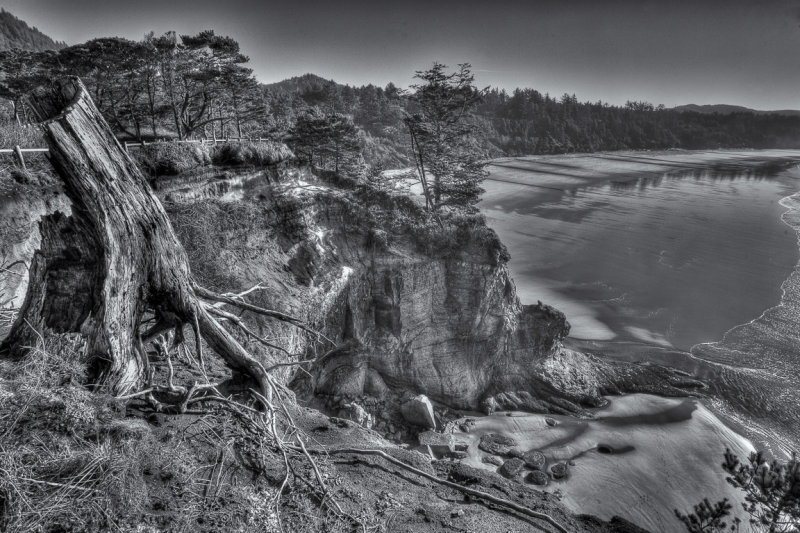 Tree trunk and cliff at Otter Beach