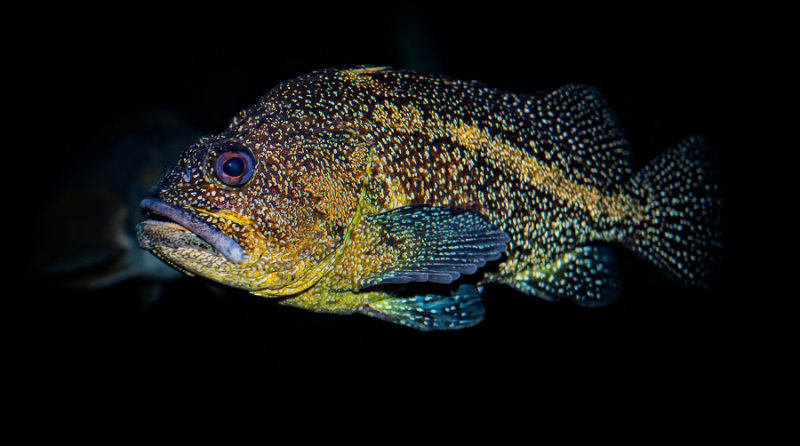 Rock Fish
